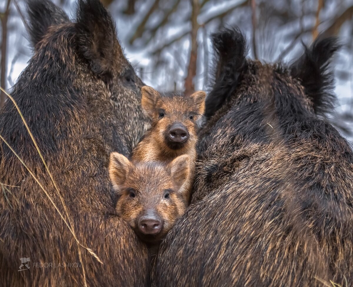 Поросята дикого кабана на фотографиях Фёдора Лашкова | Природа Карелии |  Дзен