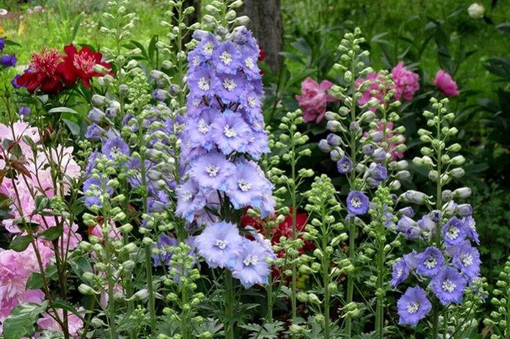 Прекрасный дельфиниум!