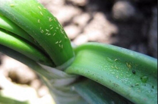 Запущенная форма