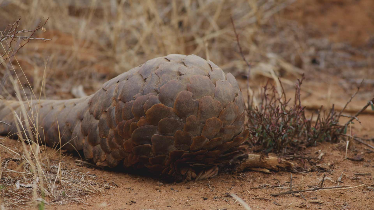 Platform v pangolin se. Малайский панголин. Панголин самка. Панголин скелет. Панголин броненосец.