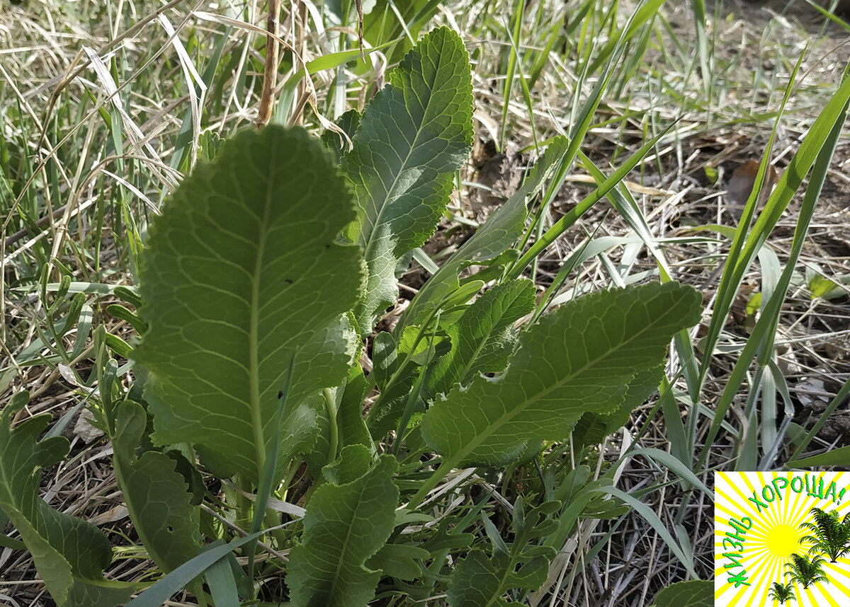 лопух большой arctium lappa. сорняк похожий. осот огородный сорняк. сорняк похожий. хрен сорняк.