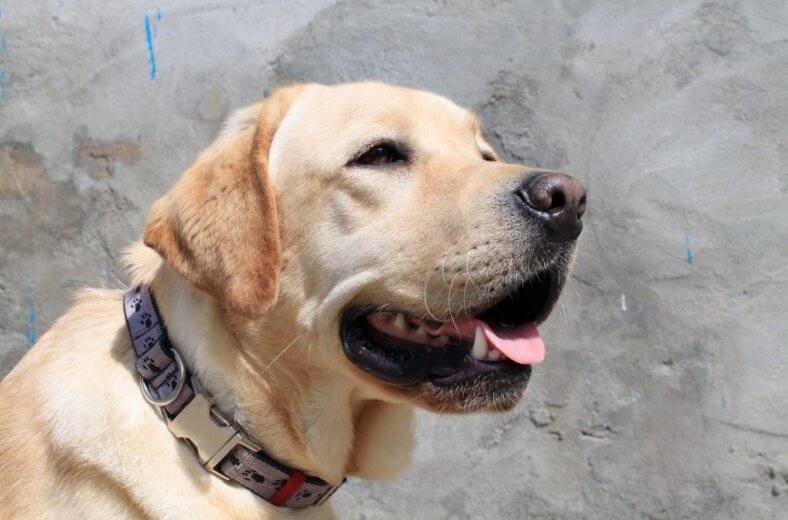 Ученик центра лабрадор Бакстер. Фото: Александра Захваткина / АСИ 