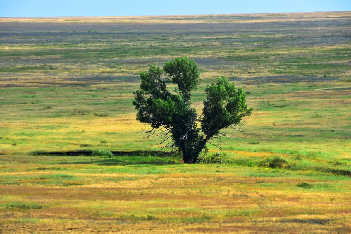 Деревья оренбург фото