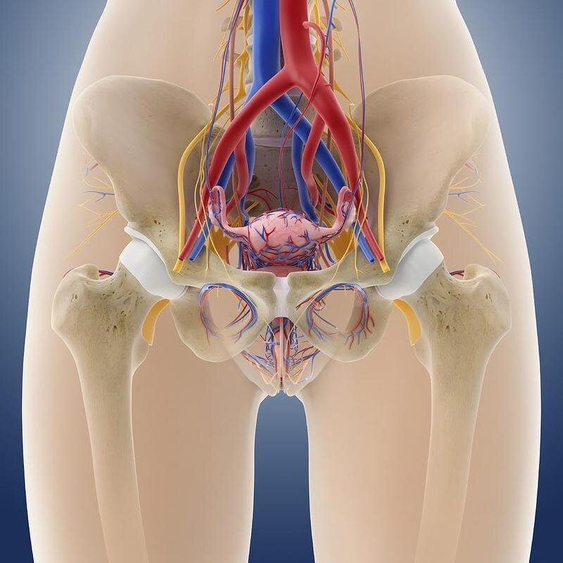 Анатомия женских органов малого таза картинка