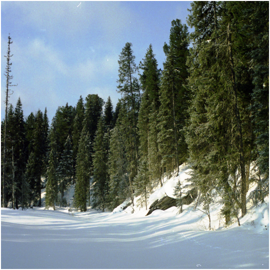 В России много лесов, где рубить никак, копать нечего и бурить не на что