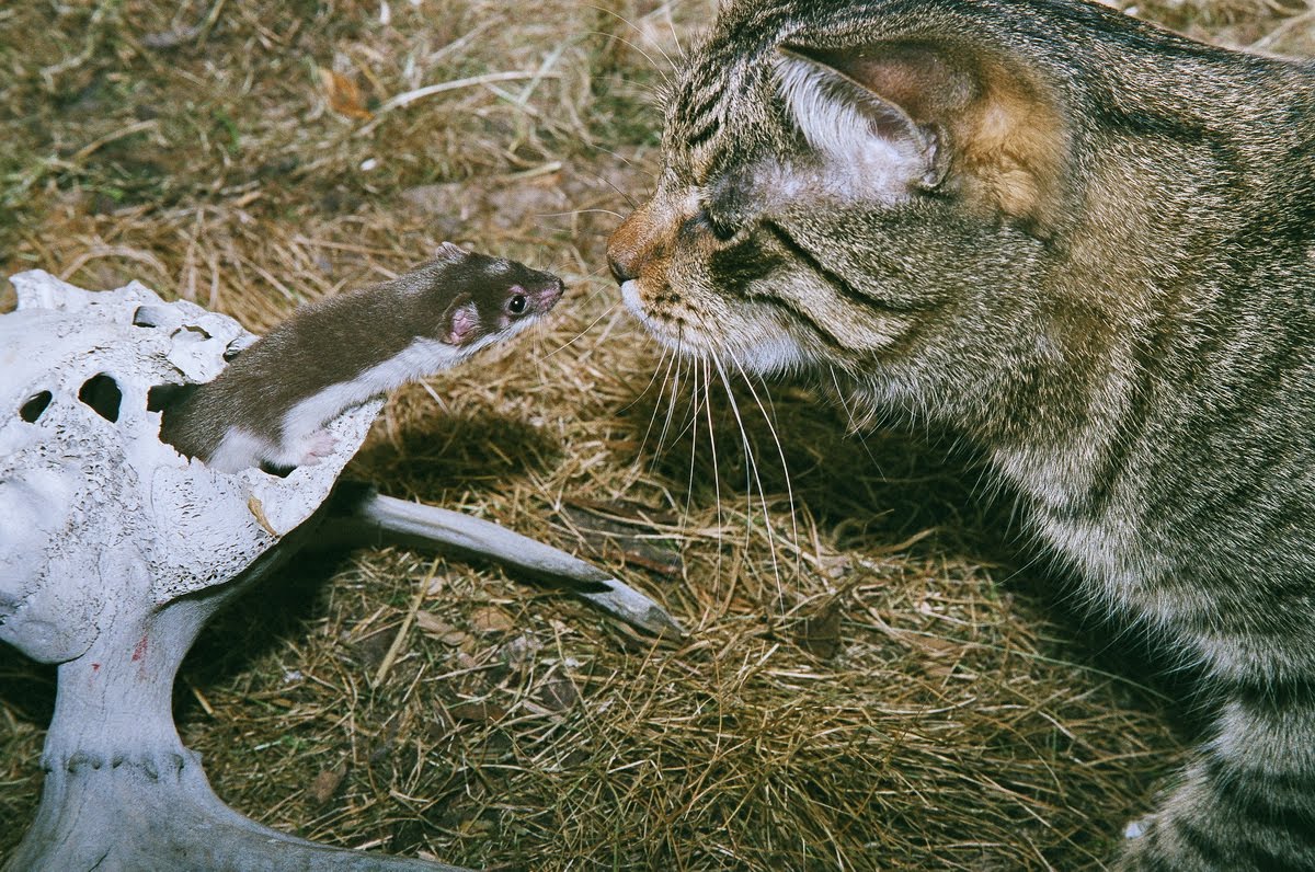 Коты против мышей. Ласка охотится. Кошка с добычей. Ласка и кот. Ласка хищник.