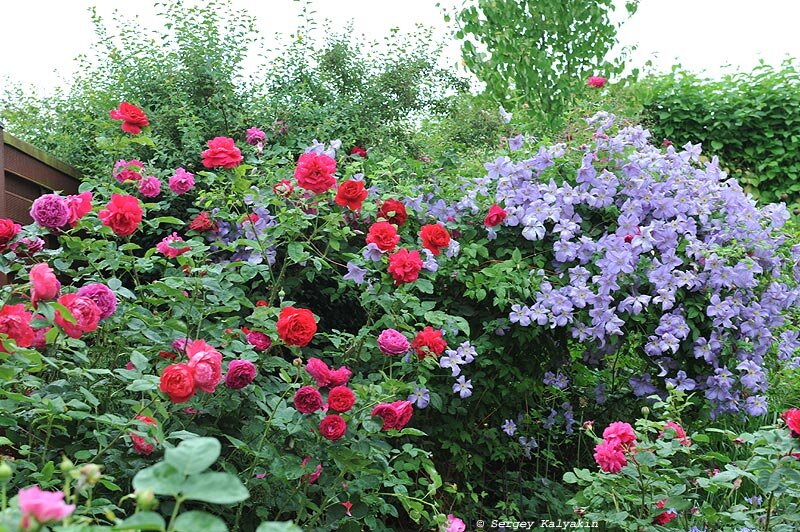 Клематис ‘Emilia Plater’