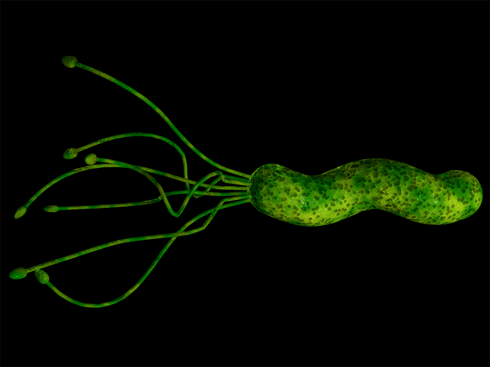Язва желудка бактерия. Хеликобактериоз возбудитель. Инфекция хеликобактер пилори. Хеликобактер пилори возбудитель.