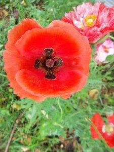 Цветки мака также используются при лечении желтухи. Лепестки собирают и сушат для последующего использования. Они должны быть собраны в сухую погоду, и могут быть высушены для дальнейшего употребления или использованы для приготовления сиропа. Зерна в семенных коробочках является наркотиком и легким седативным. Мак самосейка применяется в очень малых количествах, в качестве лекарственного средства, которое вызывает сон и находится под наблюдением экспертов. Листья и семена используют с тоником. Они полезны при лечении легкой лихорадки. Также он обладает противораковыми свойствами.