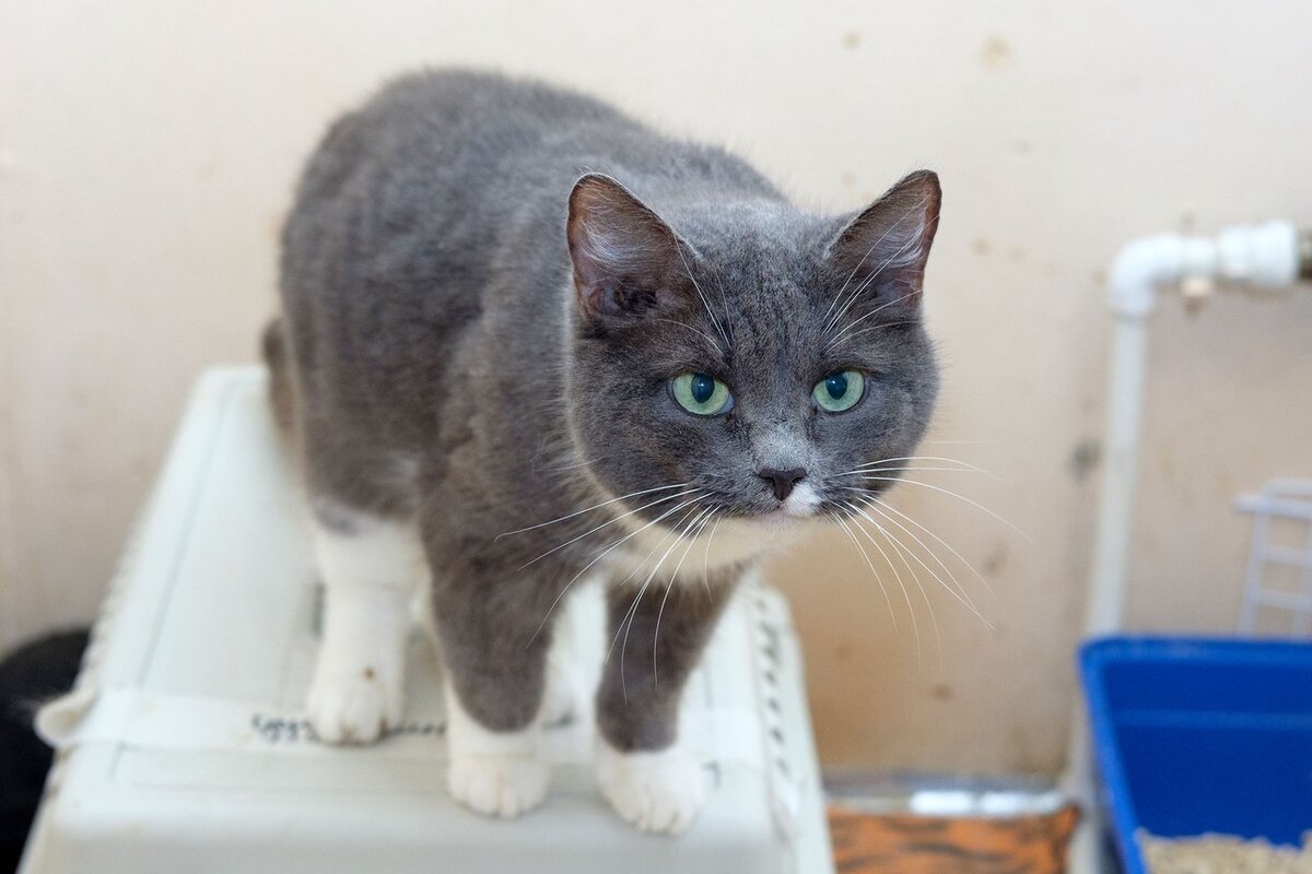 Пайпер вместе с другими кошками попала в приют "Муркоша" из дома, где после смерти хозяйки они выживали одни в пустой квартире несколько месяцев. Пайпер 8 лет. Удалены больные зубы, необходимо восстановительное лечение и ежегодный осмотр у ветеринара.