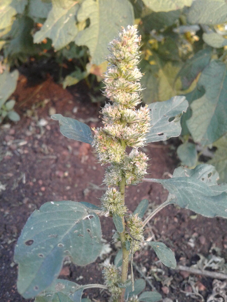 Щирица запрокинутая Amaranthus retroflexus