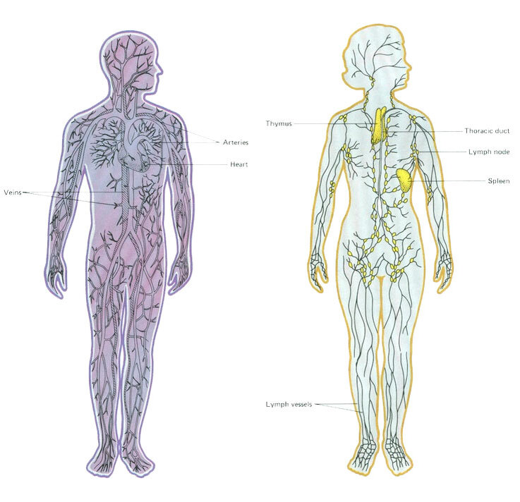 Как проходит лимфа по телу человека фото