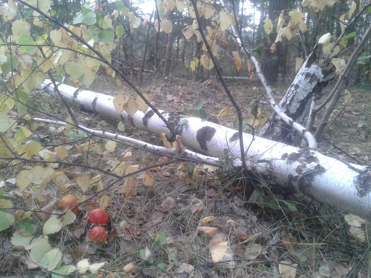 Ещё вчера это была красавица русская берёза.