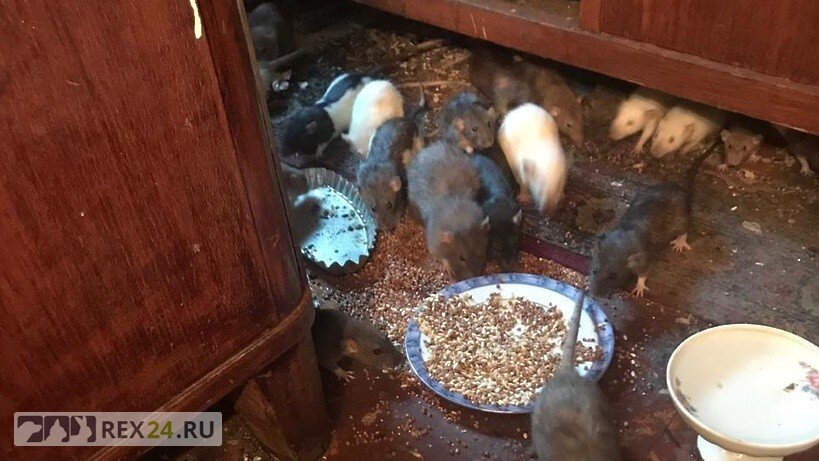 Фото: страница "Сообщество помощи крысам с тяжелой судьбой" во ВКонтакте