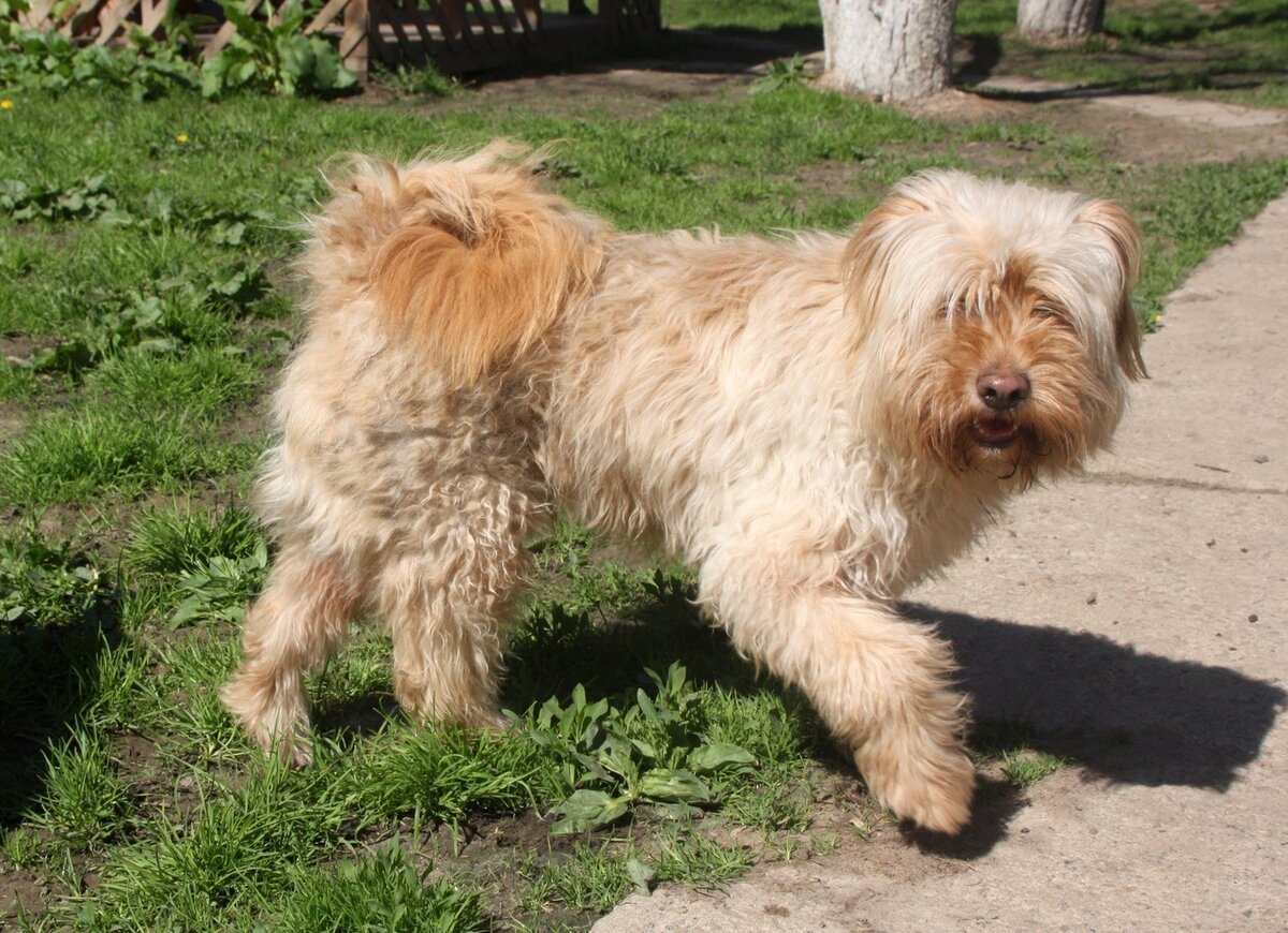 Пес Кекс из Банды Дворян