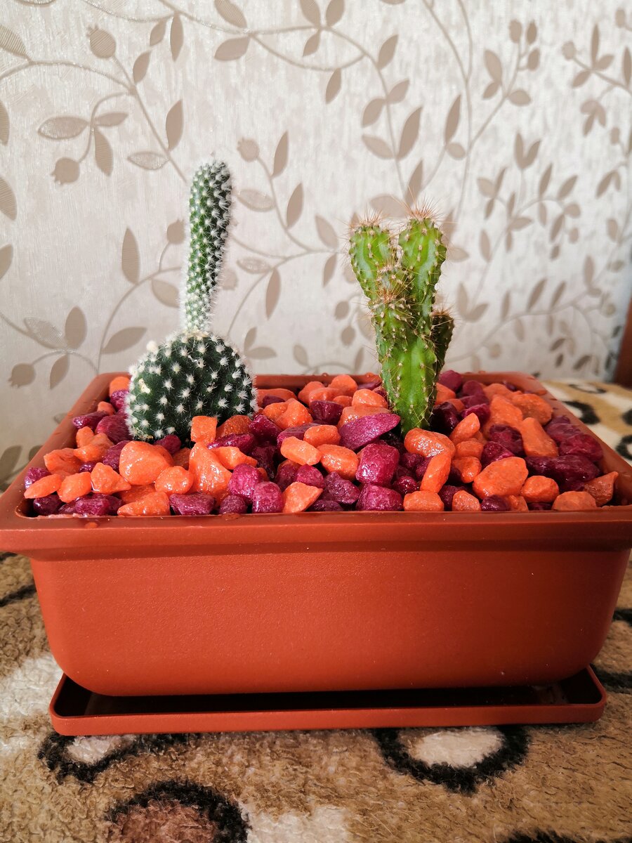 Кактус с мягкими маленькими иголочками