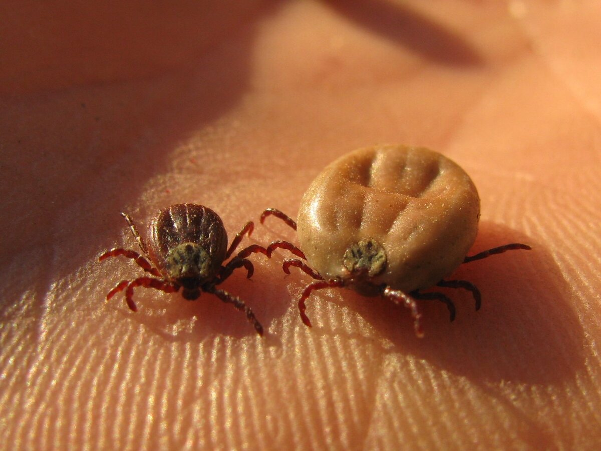 Пара клещей, один покушал, второй еще нет.