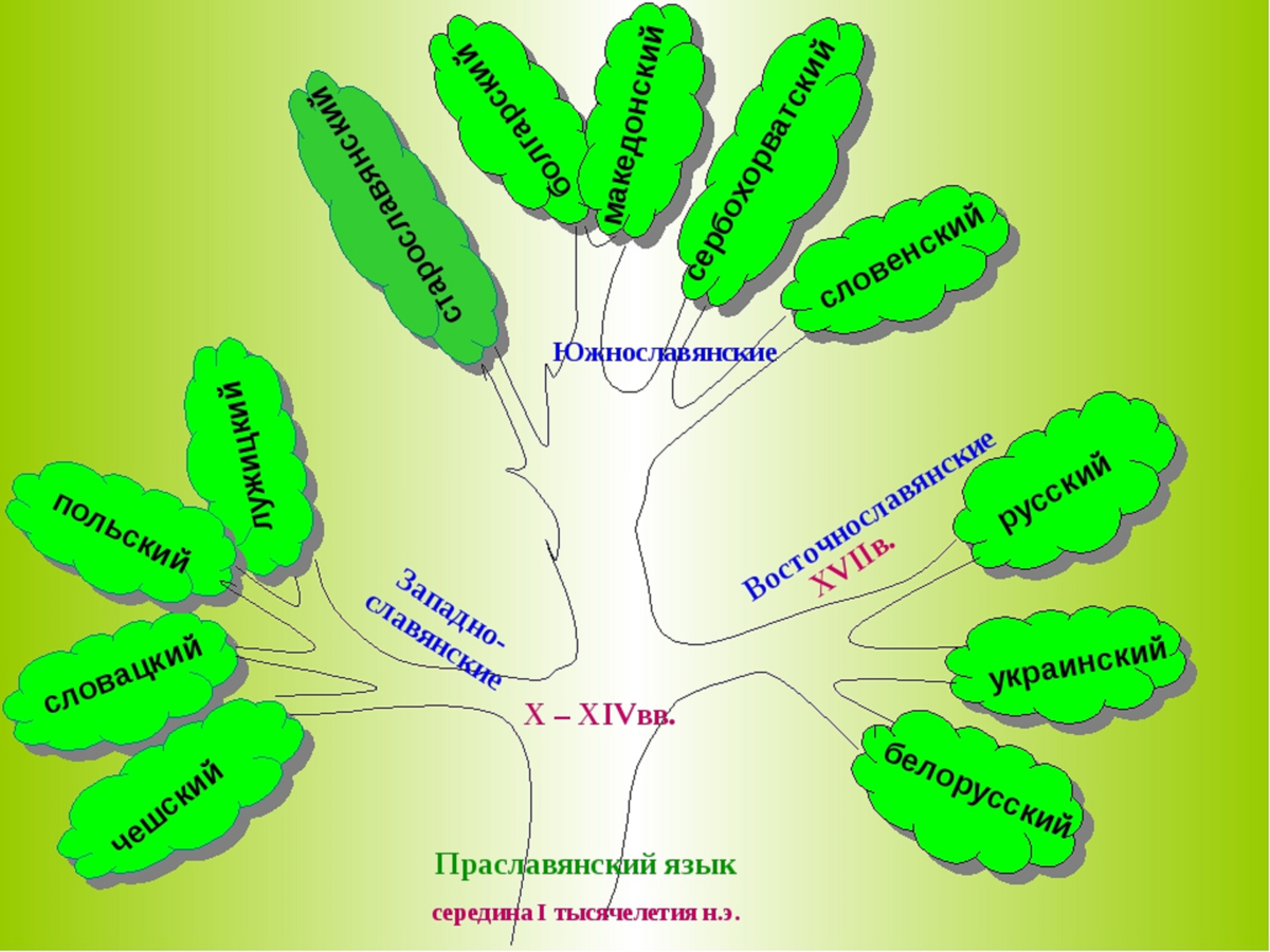 Языков урок 6 класс. Дерево старославянских языков. Славянское языковое Древо имеет три основные ветви. Древо славянских языков. Славянские языки Древо.