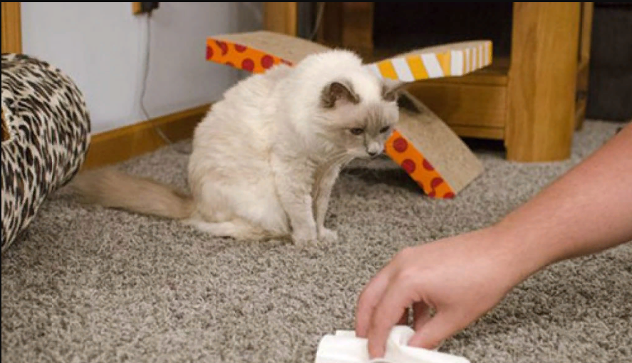 Без кота и жизнь не та. Но как же избавиться от запаха кошачьей мочи в доме: 3 эффективных способа
