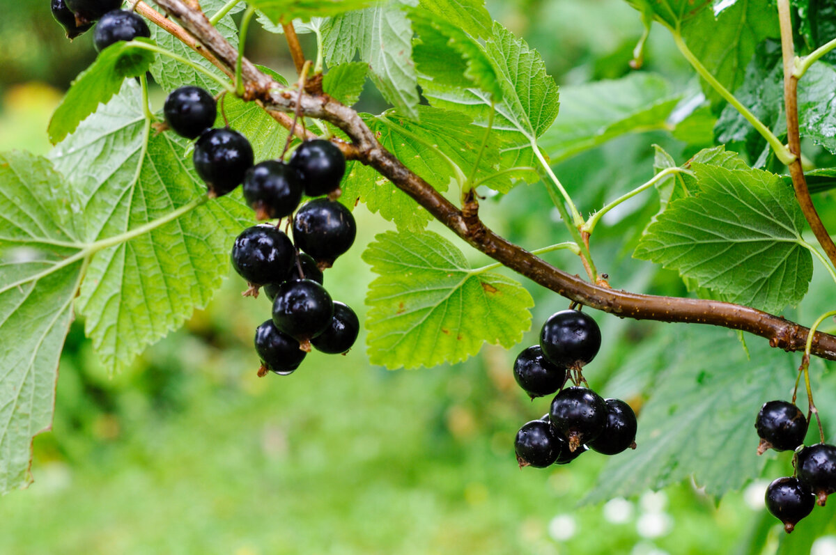 Смородина черная (ribes nigrum l.)