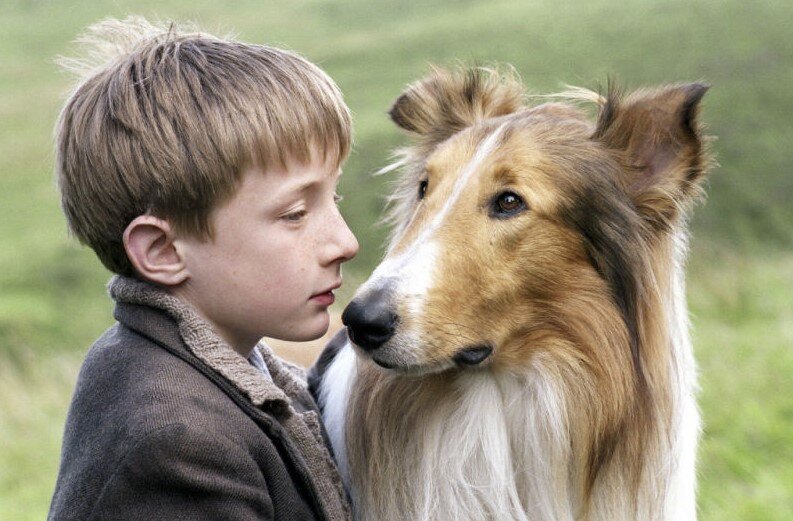 Лесси фильм 2005. Сериал про колли лесси. Фильм возвращение домой 2020. Лесси возвращение домой 2020. Лесси (персонаж).