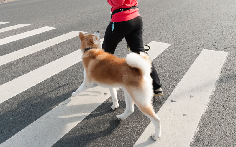 Мой клиент, акита ину Мики, учится правильному поведению на пешеходном переходе. Фото @kinologsmirnov.ru