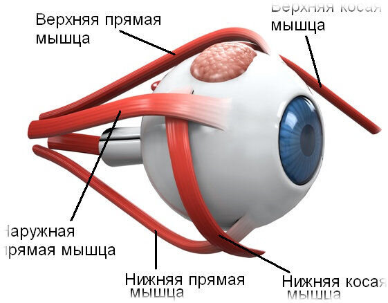 Почему дергается глаз