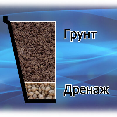 Как вырастить розмарин на подоконнике