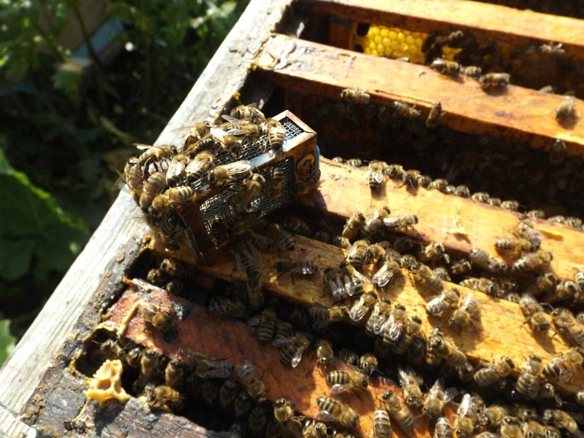 Отводки пчел без матки. Маточник пчелиный. Маточники в улье. Пчеломатка в клеточке. Подсадка матки в пчелиную семью.