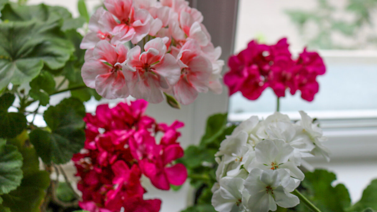 Пеларгония