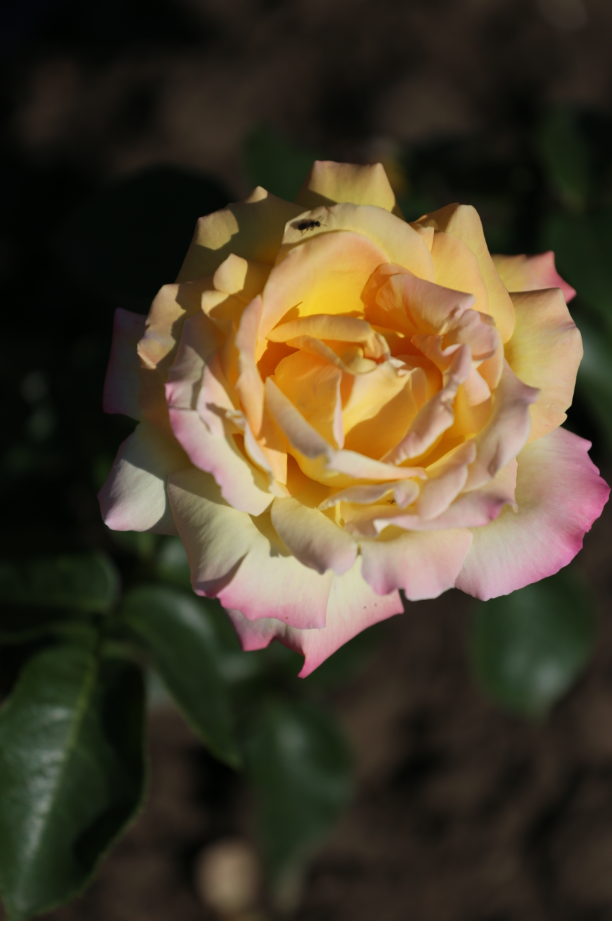 Глория Деи, посадка 2017 года