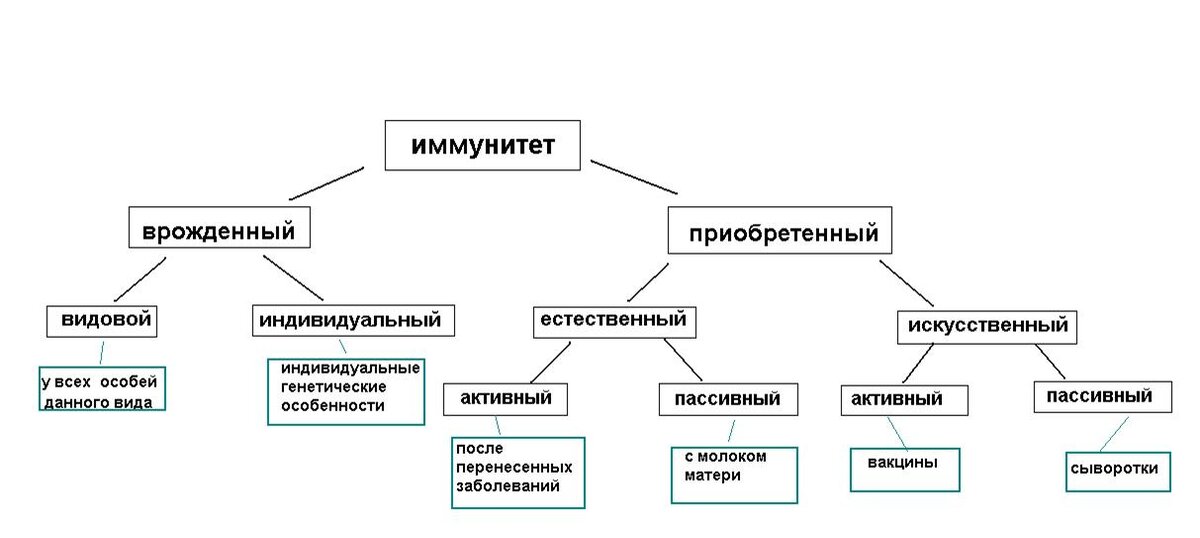 Види. Классификация иммунитета схема. Формы иммунитета схема. Врожденный иммунитет классификация. Схема классификации видов иммунитета.