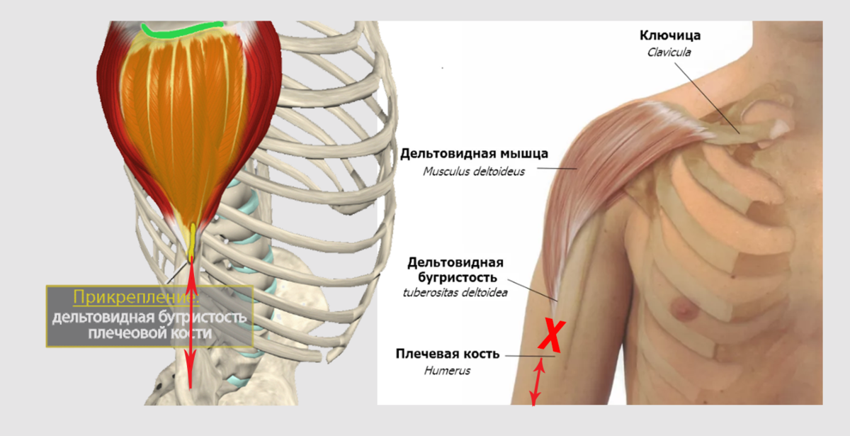 Дельтовидная область анатомия. Внешние ориентиры дельтовидной области. Границы дельтовидной мышцы. Область дельтовидной мышцы плеча. Топография дельтовидной области.