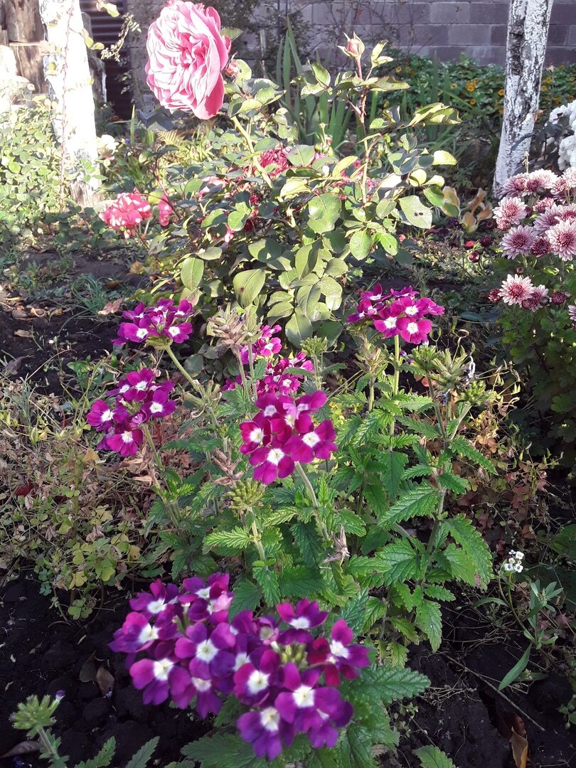Октябрь 2020 - вербена может составить компанию хризантеме мультифлора 