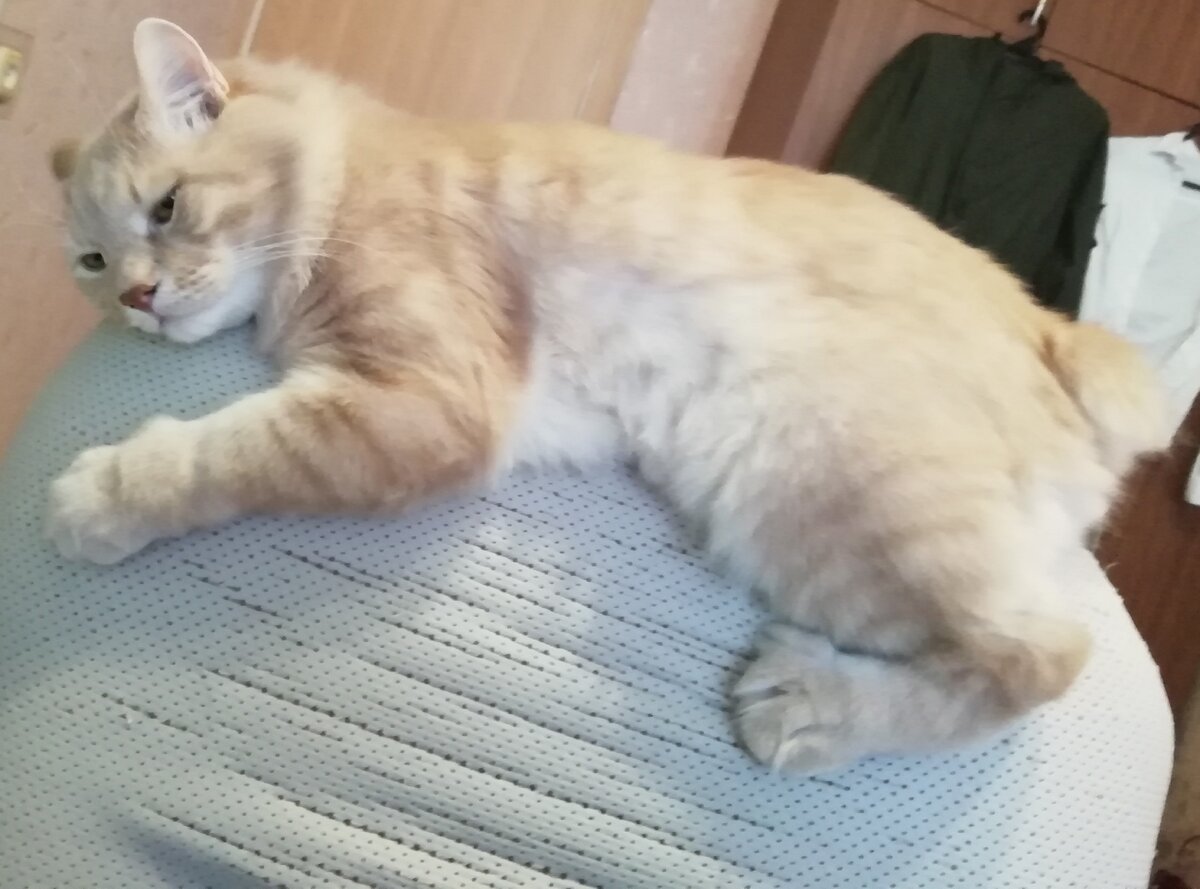 Достаточно удобное кресло для кота. Опять же когти можно поточить. 