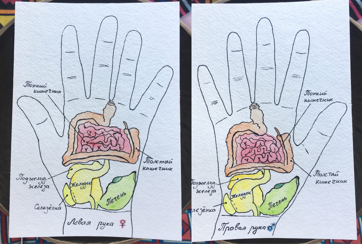 Су джок. Органы пищеварения