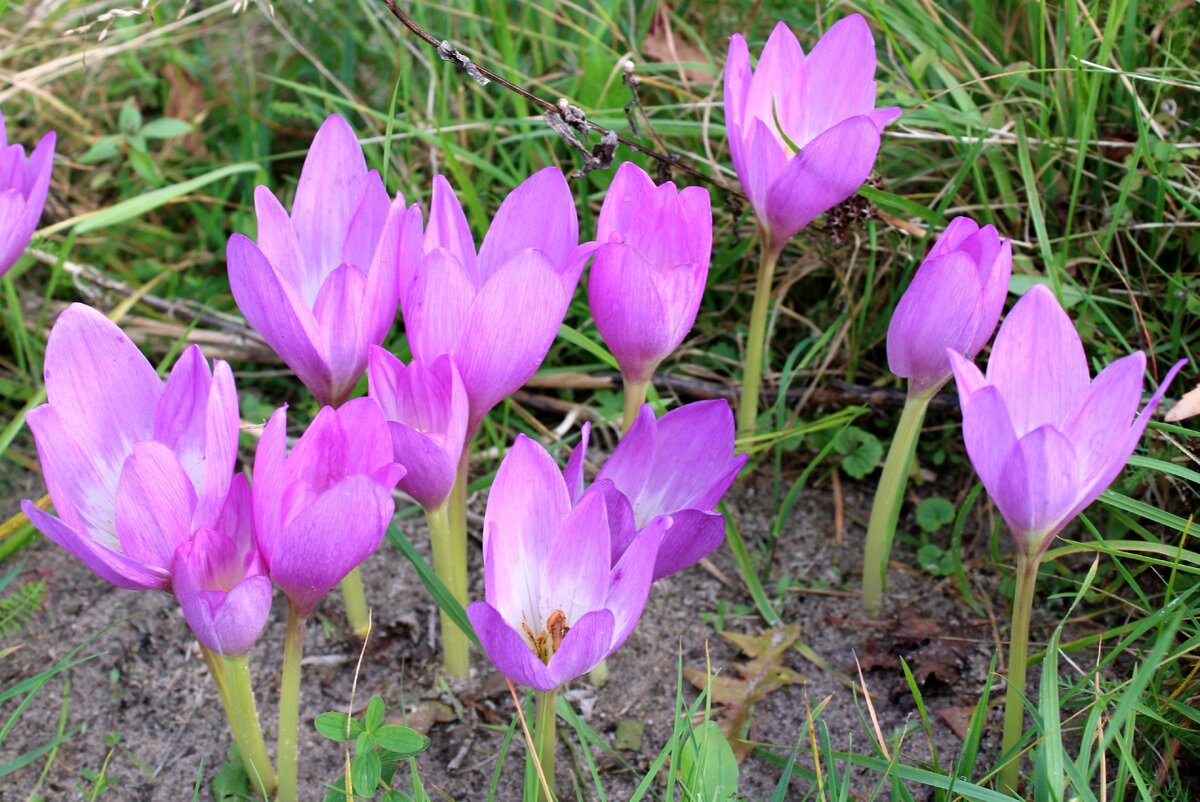 Безвременник великолепный Colchicum speciosum Stev