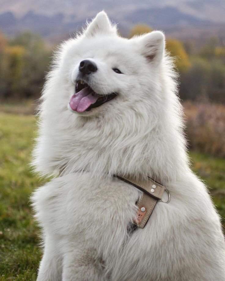 Довольное облачко