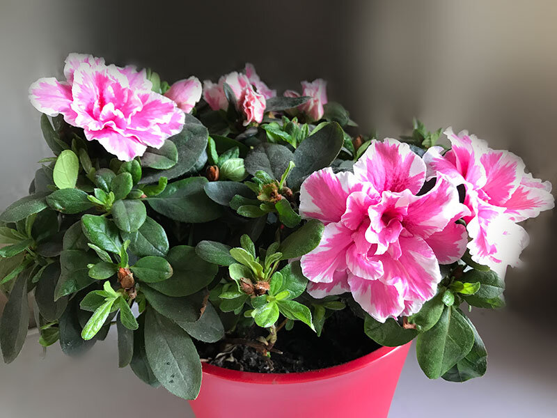 Разновидность пестрой индийской азалии. 