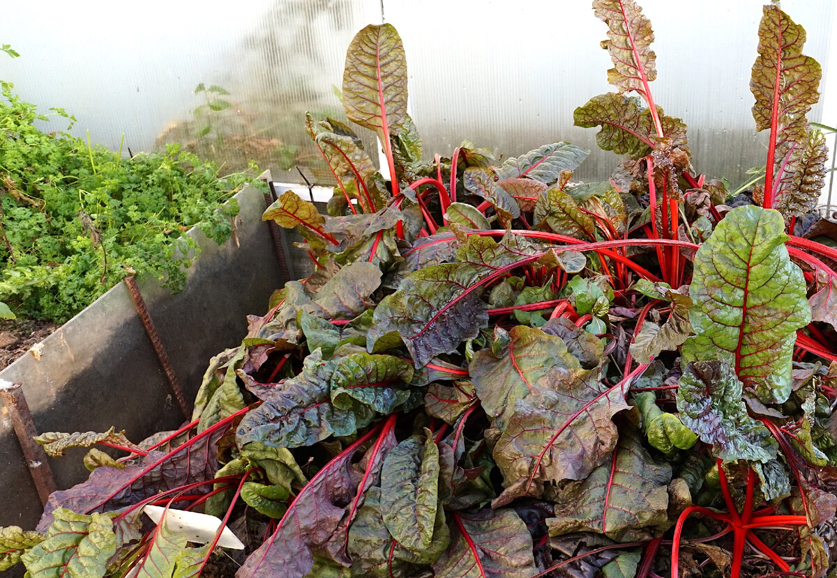 Фото сделано 2 января! Мангольд прекрасно переносит холода.