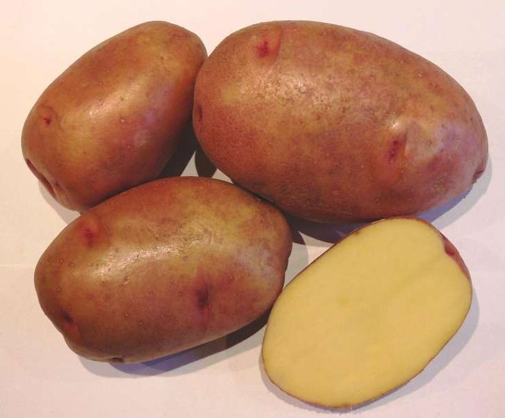 Картофель гусар фото