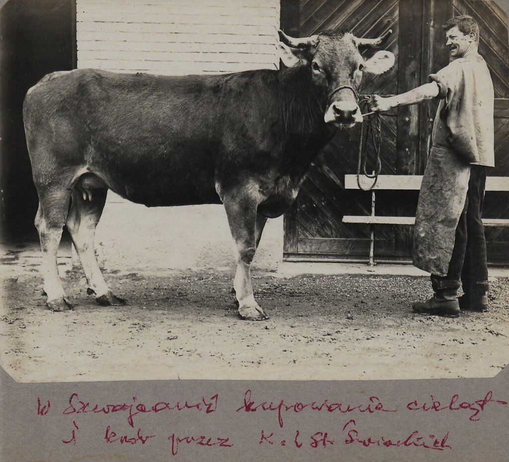 Скотный двор. Неизвестный автор, 1 января 1901 - 2 января 1920 года, Минская губ., г. Крупки, из архива Екатерины Мисниковой.