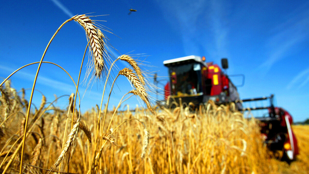    %Жатва© РИА Новости . Егор Еремов