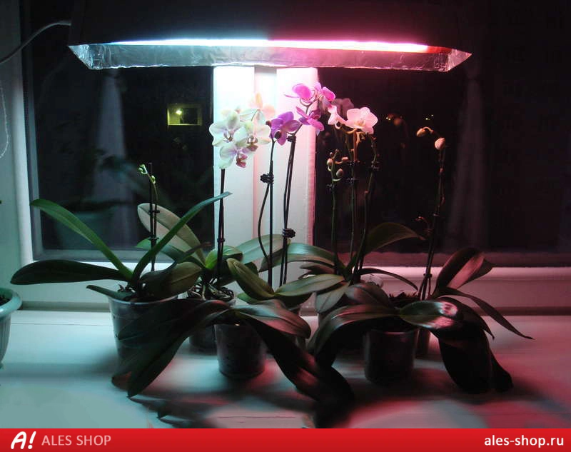 Выключать ли фитолампу на ночь. Досветка фаленопсиса. Фитолампа для орхидеи фаленопсис. Освещение для орхидей фаленопсис. Лампы для подсветки орхидей.