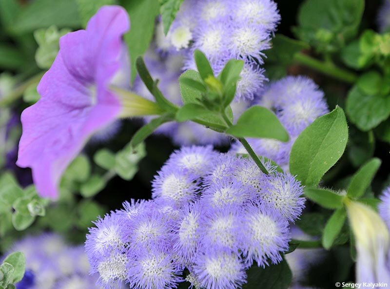 Агератум Artist Alto Delft