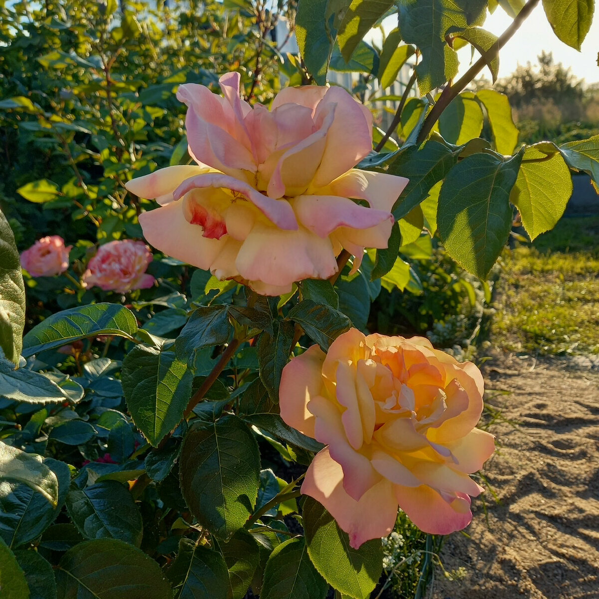 Чайно-гибридная Peace.