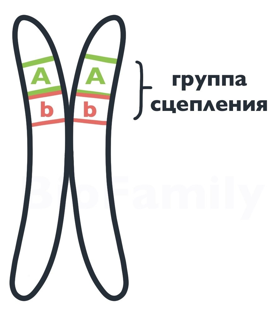 ГЕНЕТИКА: Сцепление генов