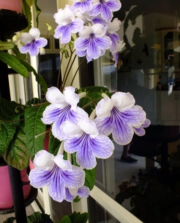 Фото Rosina Bloom