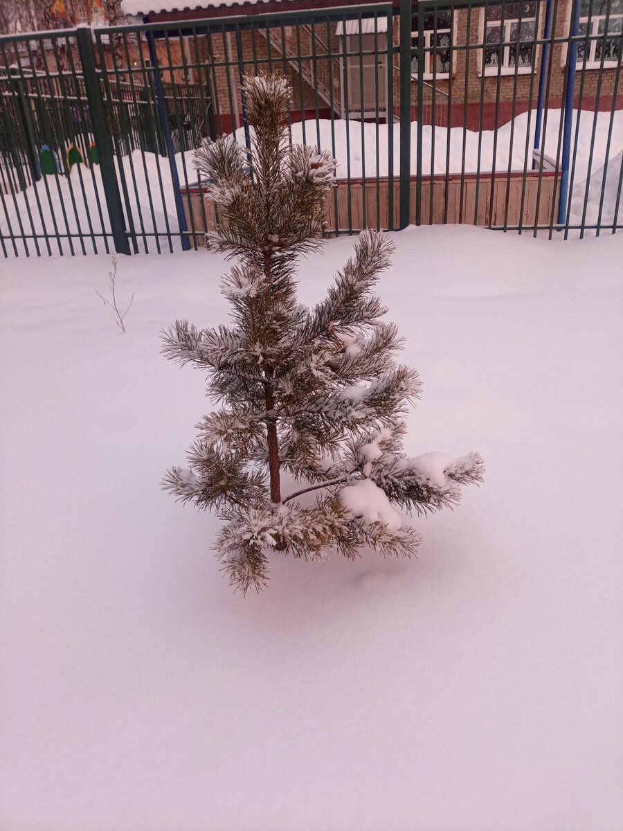 елочка