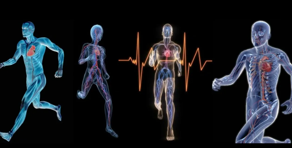 биомеханика суставов схема. движениями тела управляет система. схема положения тела. движениями тела управляет система. кинематическая схема тела человека.